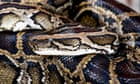 Wildlife experts capture 500lb of mating Burmese pythons in Florida