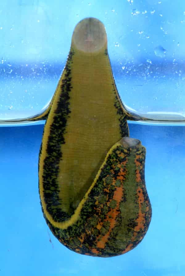 Une sangsue médicinale dans un réservoir.