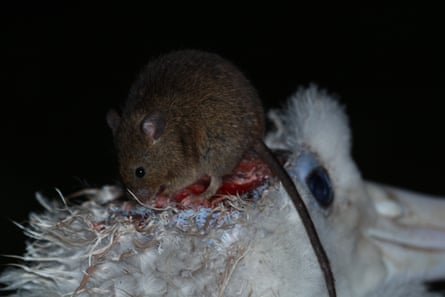 A mouse nibbling a bloody albatross chick’s head