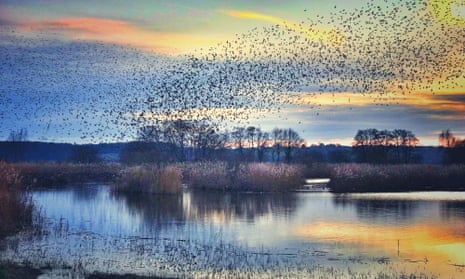 A murmuration of starlings at Ham Wall nature reserve in Somerset.