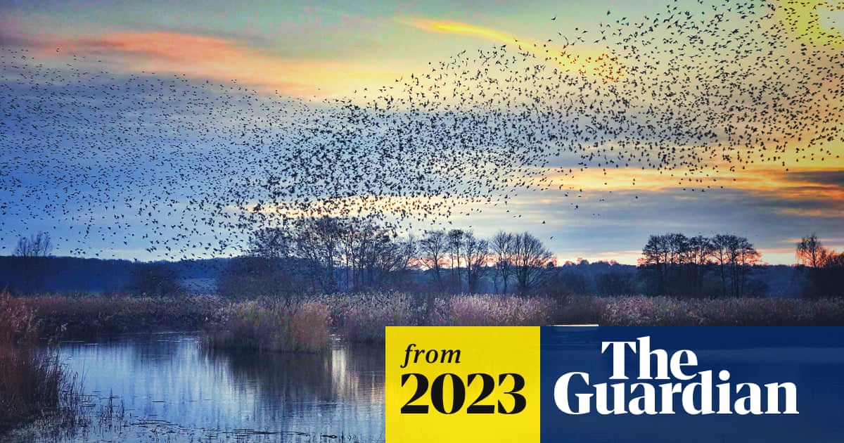 Where Do UK Birds Migrate to in Winter: Top Destinations Revealed