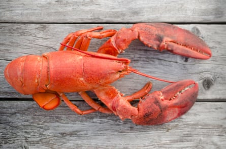 Felicity Cloake: ‘I don’t get all the fuss about lobster.’