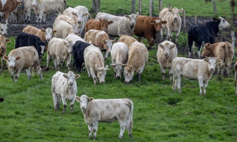 Cows stand on a meadow in Wehrheim near Frankfurt, Germany, last week.