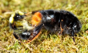 Previous studies have shown how neonicotinoids reduce the number bumblebees queens produced