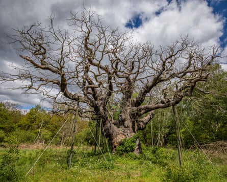 The Major oak in Sherwood Forest is thought to have died after its first spring with no leaves, experts have said.