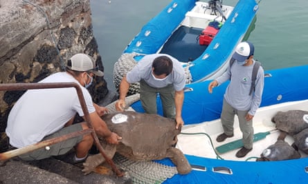 Diego, the Galápagos breeding turtle, returns home after 87 years.