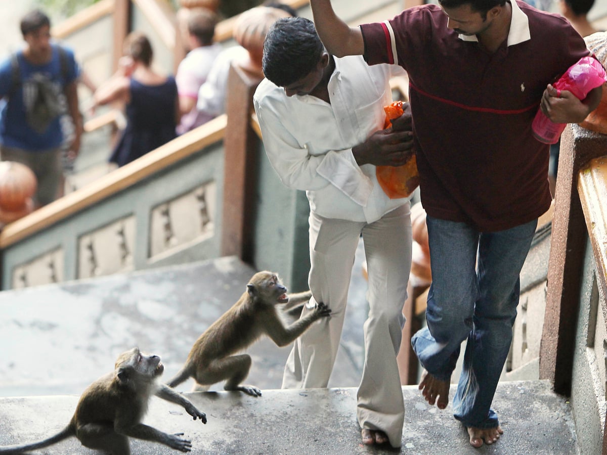 Mugged By Macaques The Urban Monkey Gangs Of Kuala Lumpur Cities The Guardian