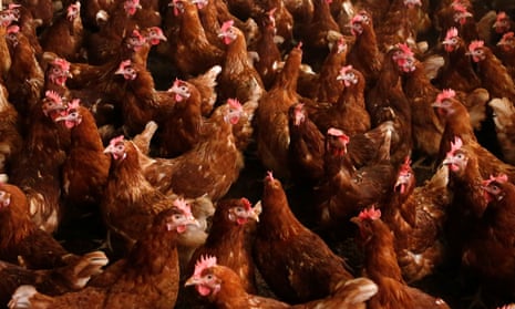 The poultry sector says there will not be any fipronil found in the chicken meat as the birds do not live long enough for lice to be an issue.