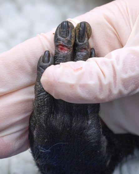 Mika, a 24-year-old diana monkey, is given a routine health check for geriatric animals