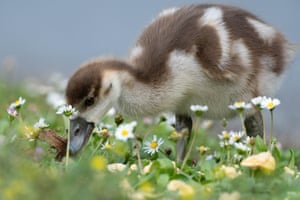 A gosling searches for food near the Main River in Frankfurt, Germany