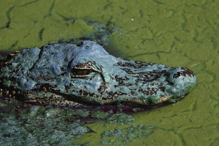 An alligator floats in an algae bloom in Lake Okeechobee on 26 April.