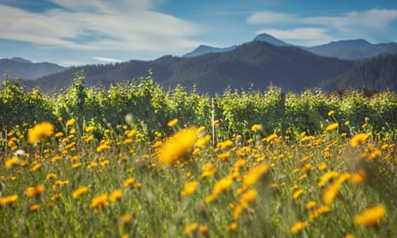 Viñedo Yealands en Marlborough, Nueva Zelanda.