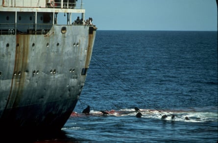 Dead whales being dragged along behind factory ship Dalniy Vostok.