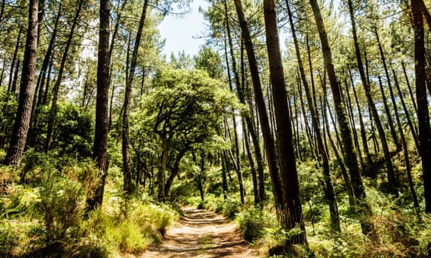The Landes forest between Bordeaux and Biarritz.