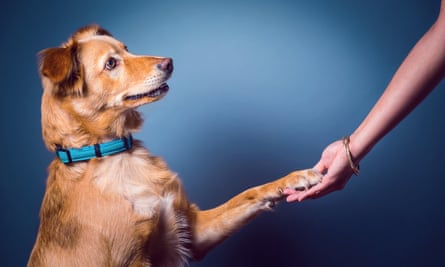A dog shaking hands with a human