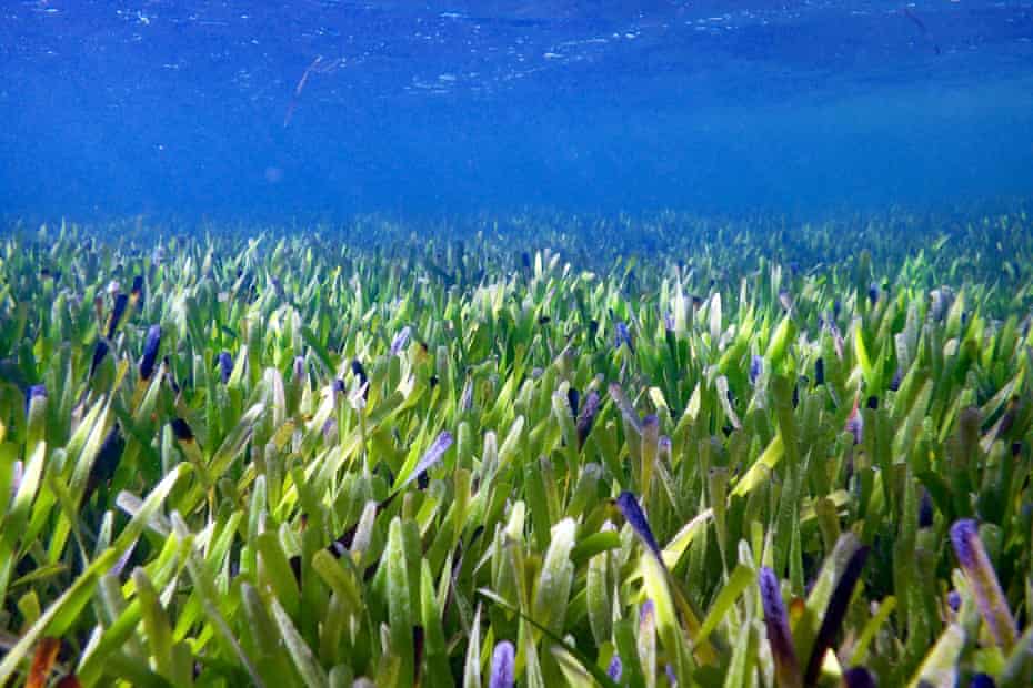 seagrass meadow