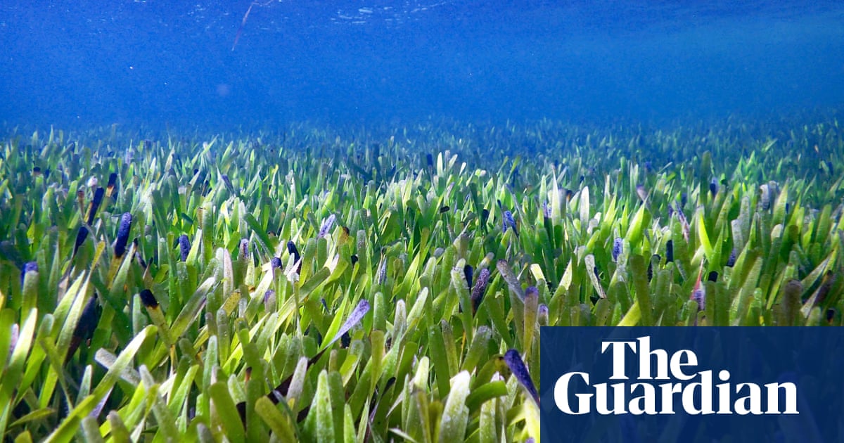 Scientists discover ‘biggest plant on Earth’ off Western Australian coast