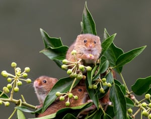 Colha ratos equilibrando-se em uma planta, em busca de um lanche em Burnley, Reino Unido