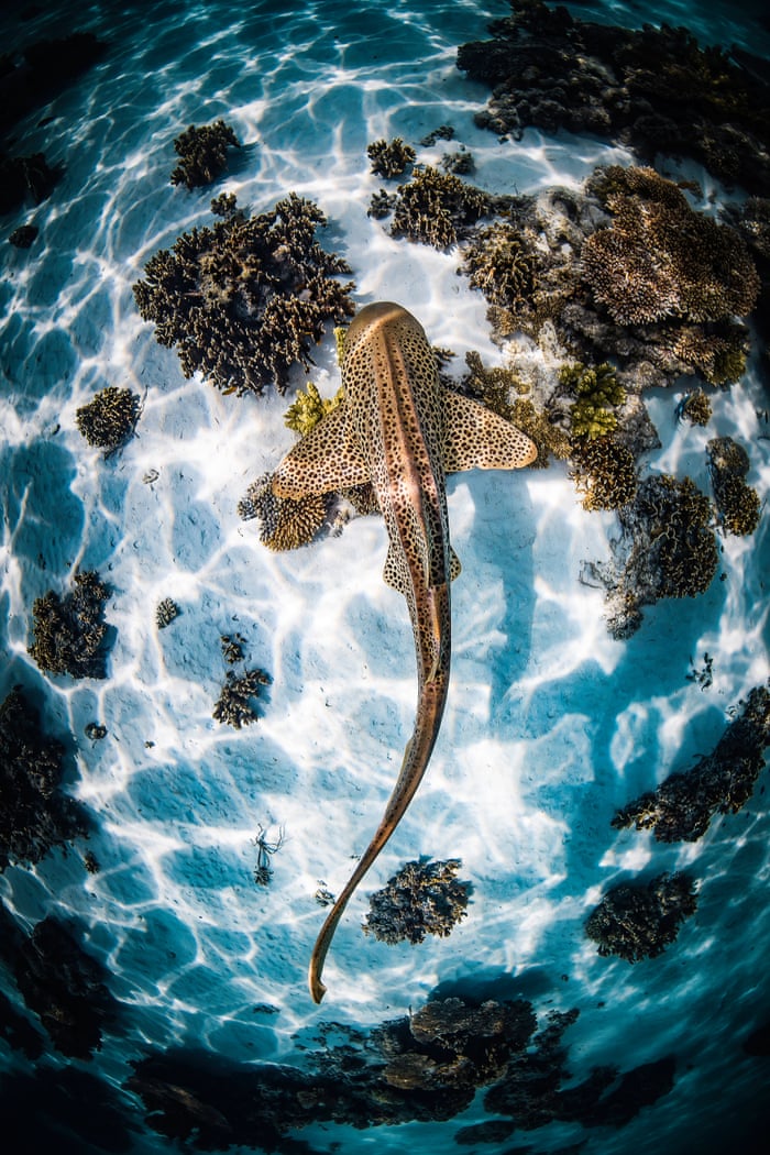 Wildlife Photography Fish