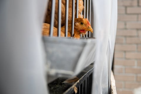  Chickens sit inside a cage at a wet market in Queens 