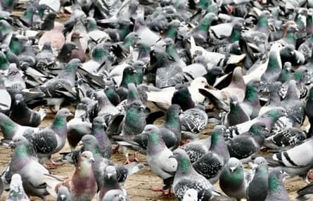 I piccioni si accalcano per nutrirsi lungo la Thames Road.  Il Regno Unito sta affrontando il più grande focolaio di influenza aviaria ad alta patogenicità (HPAI) H5N1, con oltre 60 casi confermati in tutto il paese dall'inizio di novembre.