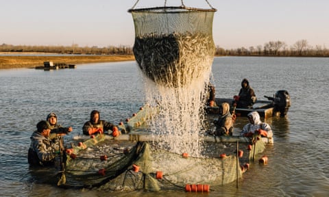 How the catfish capital of the world was hit by an Asian fish