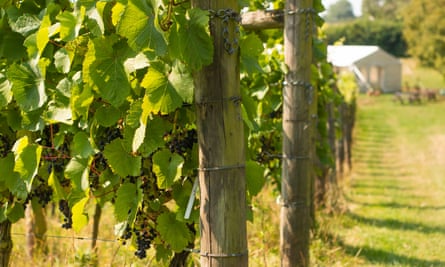 Ripening grapes at Terlingham vineyard, Kent.
