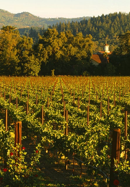 مزرعة عنب في معصرة تشارلز كروغ