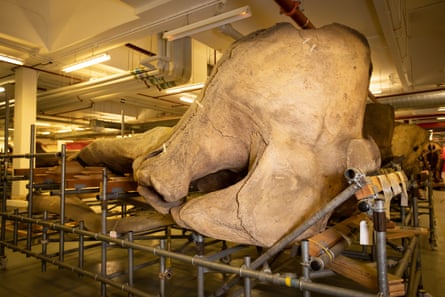 The skull of a sperm whale.
