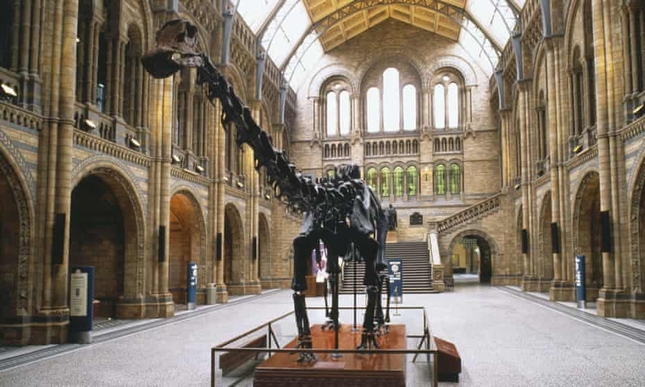 The National History Museum’s Diplodocus cast.