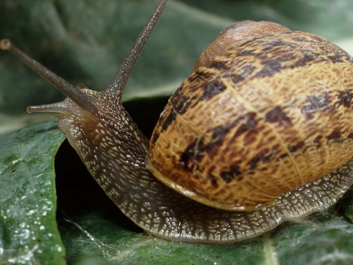 Snails have 14,000 teeth – does any animal have more? | Wildlife | The  Guardian