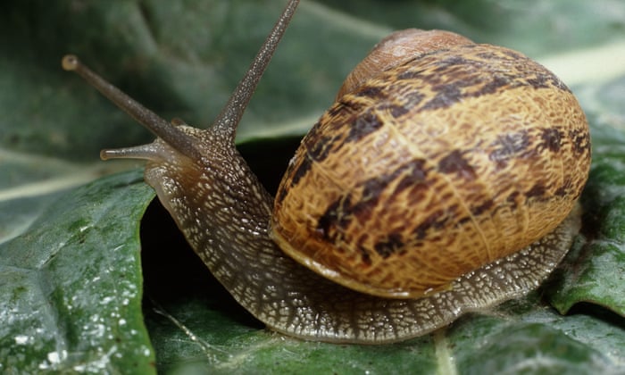 Snails have 14,000 teeth – does any animal have more? | Wildlife | The  Guardian
