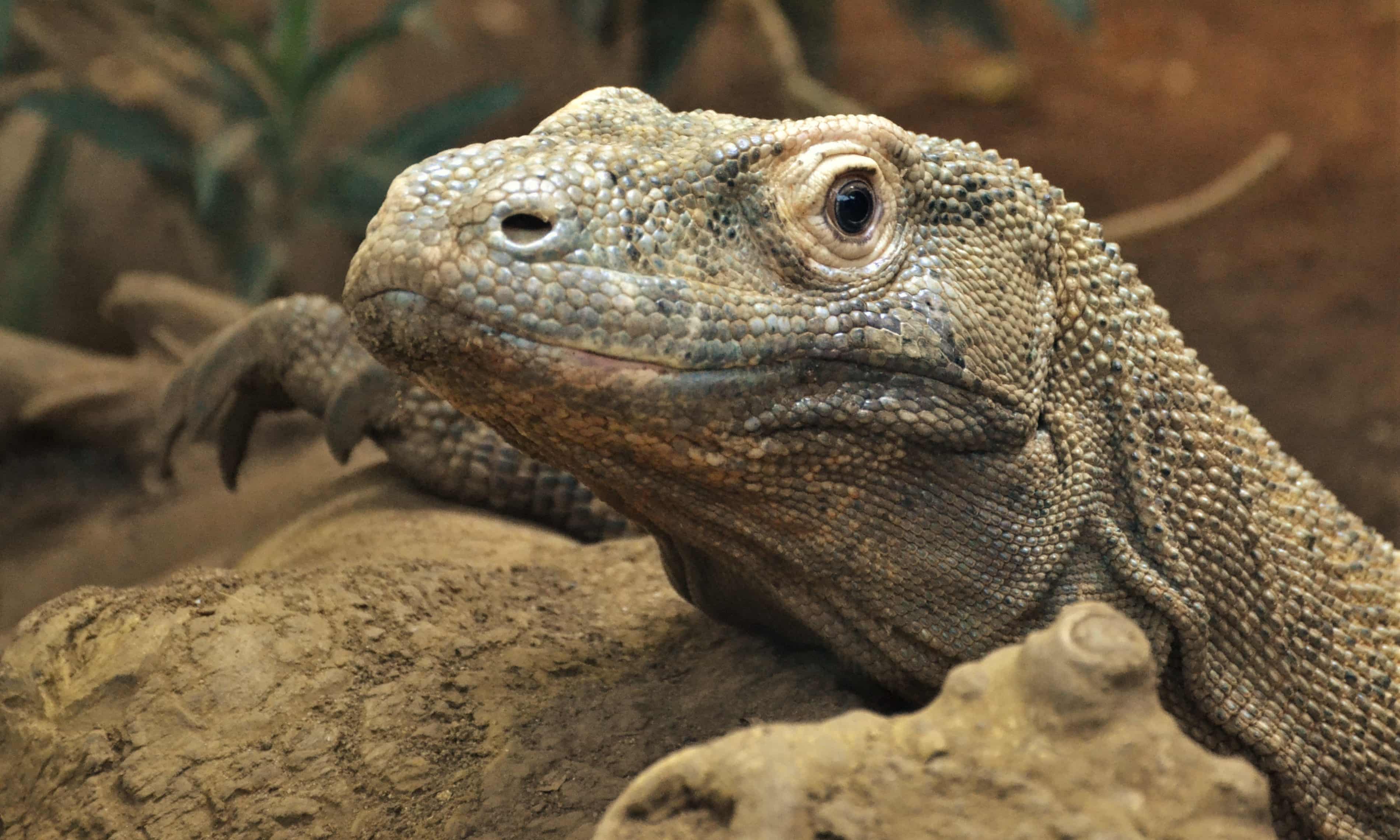 Komodo dragons have iron-coated teeth, scientists find (theguardian.com)