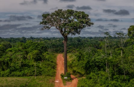 Brazil nut tree