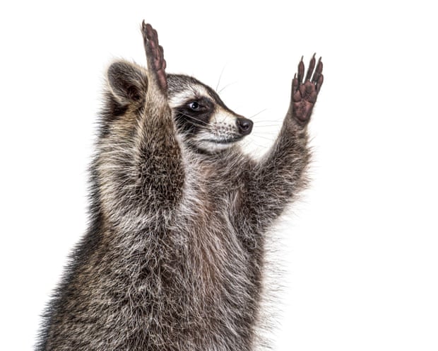 A racoon with its paws in the air