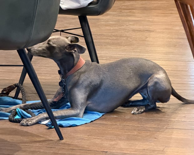 A very good dog called Gitana watching the World Cup