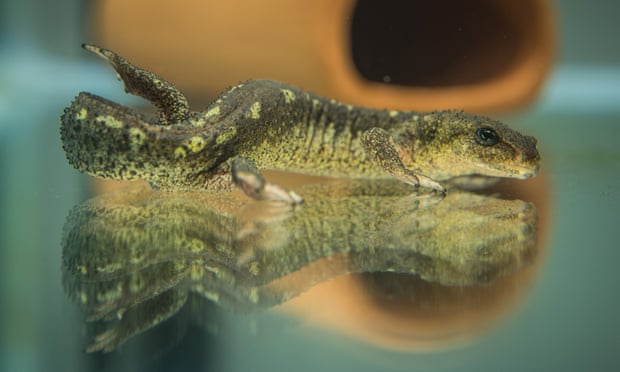 The Montseny newts are listed as critically endangered by the International Union for the Conservation of Nature