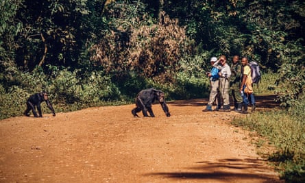 Two chimps cross a dirt road close to a group of tourists