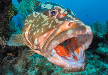 A Caribbean nassau grouper, from Reef Life by Callum Roberts.