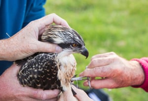 Young ospreys in the Lake District being ringed and fitted with a satellite transmitter.
