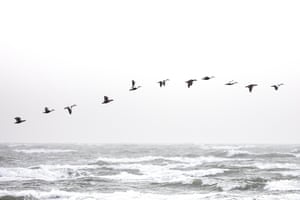 Patos voando sobre o mar