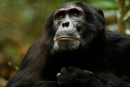 ‘Rollins’ in Chimp Empire