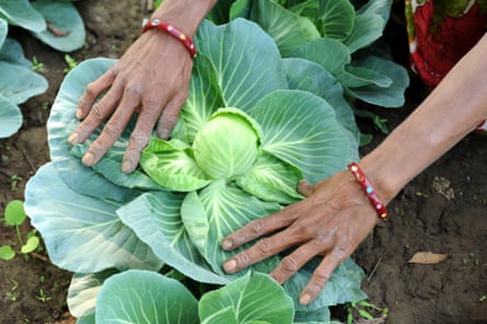 Many varieties of cabbage exist in India, including Pride of India and Golden Acre.