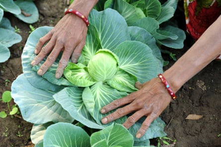 There are many varieties of cabbage in India, including Pride of India and Golden Acre.