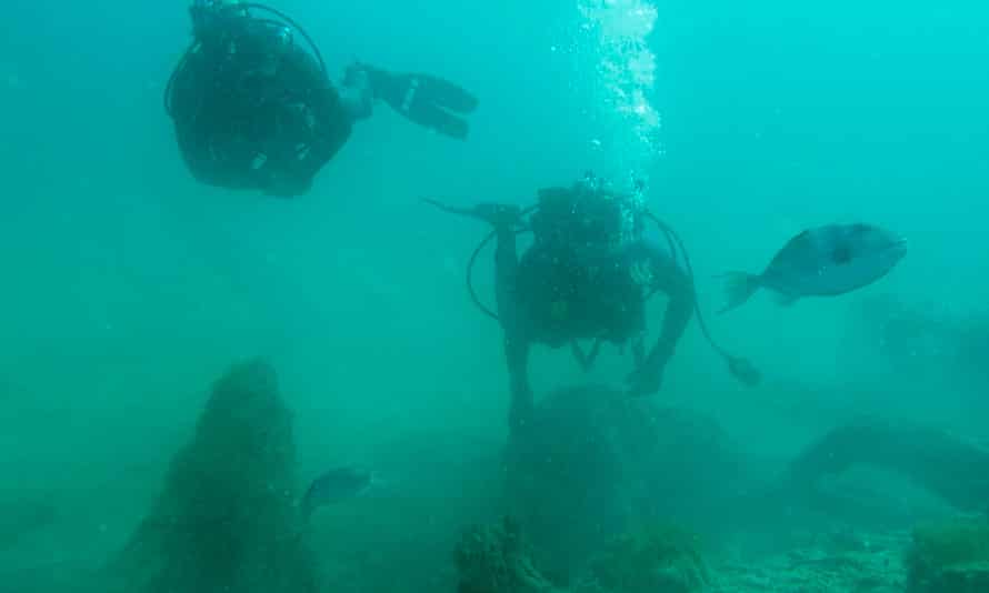 Scientists swim through the underwater forest off the Alabama coast.