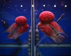 Biodiversity fears as human-bred hybrid fish integrate into Philippines lake | Ξένα νέα στο PlusTV.gr
