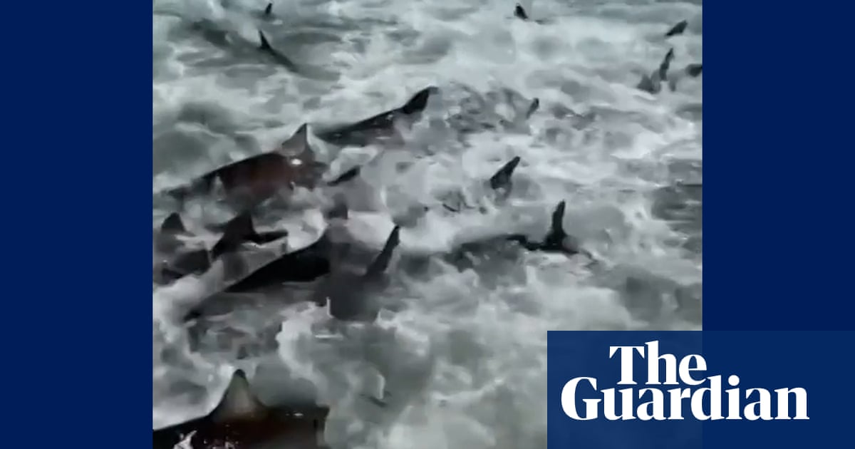 ‘Never seen anything like it’: fisherman’s video captures shark feeding frenzy - The Guardian