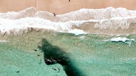 Sharks follow baitfish