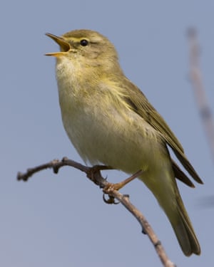 Willow Warbler