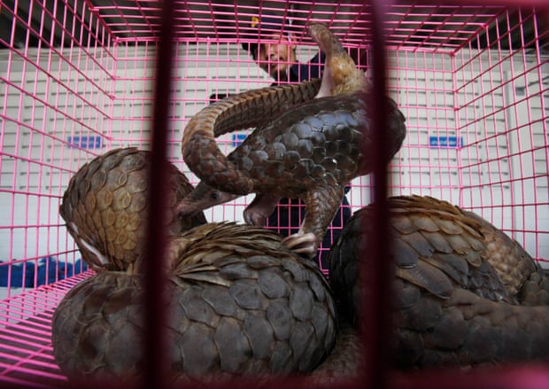 A customs officer gives water to pangolins before a news conference in Bangkok, Thailand, in September 2011 after officers stopped a truck carrying 97 pangolins en route to be sold in China.